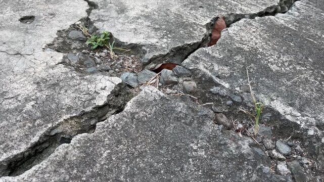 Close up of broken concrete road with deep fracture and wild weeds