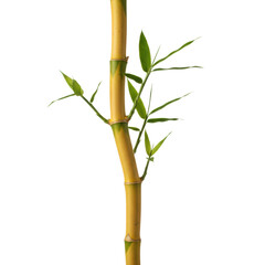Fototapeta premium A slender yellow bamboo branch with vibrant green leaves against a transparent background in soft studio lighting. zen minimalism and nature concept