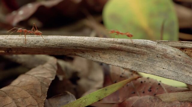 Red weaver ants working together to cross a long dry leaf stem on the ground.