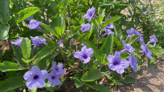 Beautiful purple ruellia flowers blooming in the green garden