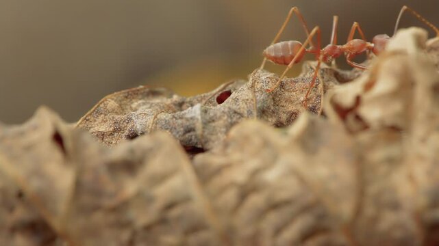 Red weaver ant crawling on a dry autumn leaf in macro profile.