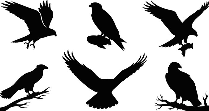 Collection of raptor bird silhouettes, isolated on transparent background, featuring eagles and hawks in various flight poses.