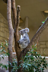A cute fluffy koala clinging to a tree branch at Higashiyama Zoo in Japan. © Bowonpat