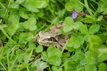 Fototapeta premium Agile frog wetland Rana dalmatina species amphibians endangered species close up macro shot sitting resting swamp pond river breathing observing peacefully brown green leaves violet flower ground