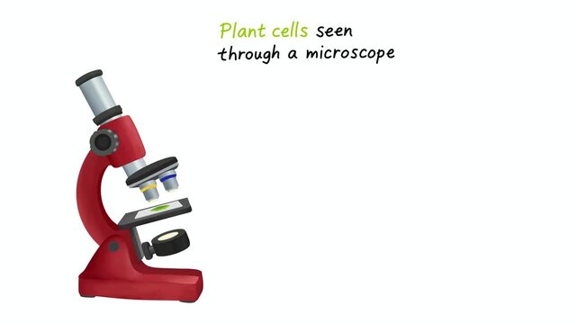 Educational infographic showing plant cells seen through a microscope. Detailed illustration features a red microscope and a magnified view of green cells highlighting cell walls and structure