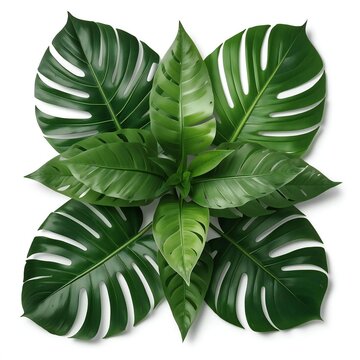 Beautiful arrangement of fresh green monstera and tropical palm leaves forming a creative nature pattern