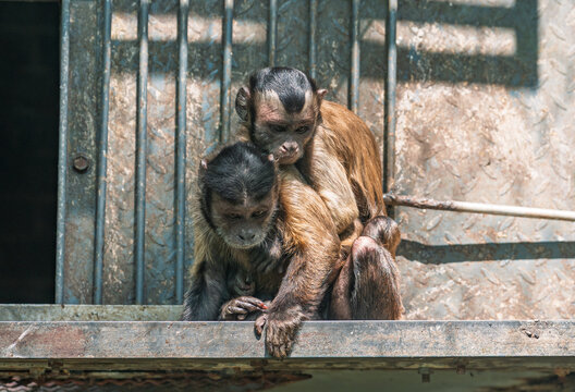 Young capuchin monkey clings to its parent's back inside zoo metal habitat