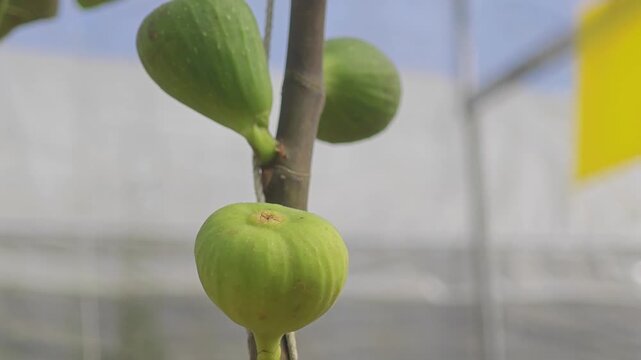 Fresh figs