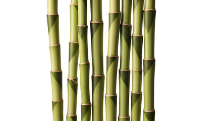 Fototapeta premium Close-up of vertical green bamboo stalks against a white background.