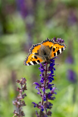 Naklejka premium Close-up of a small tortoiseshell (Aglais urticae) sitting on sage blossoms (salvia nemorosa)