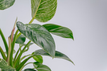 Green leafy plant with delicate veining and fresh, healthy foliage. Plants display vibrant, glossy leaves with natural texture. Philodendron birkin. © Andrey_Maksimov