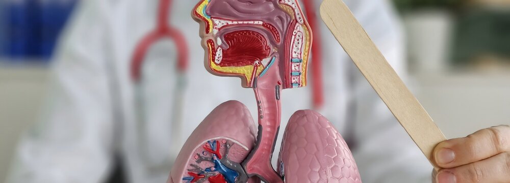 Detailed anatomical model of human respiratory system showcased during medical examination with doctor concept