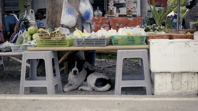 street dog Live from under table Roadside vegetable shop real life street dog scene, medium shot