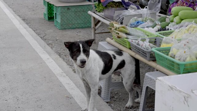 street dog Walk from under table Roadside vegetable shop real life street dog scene, medium shot