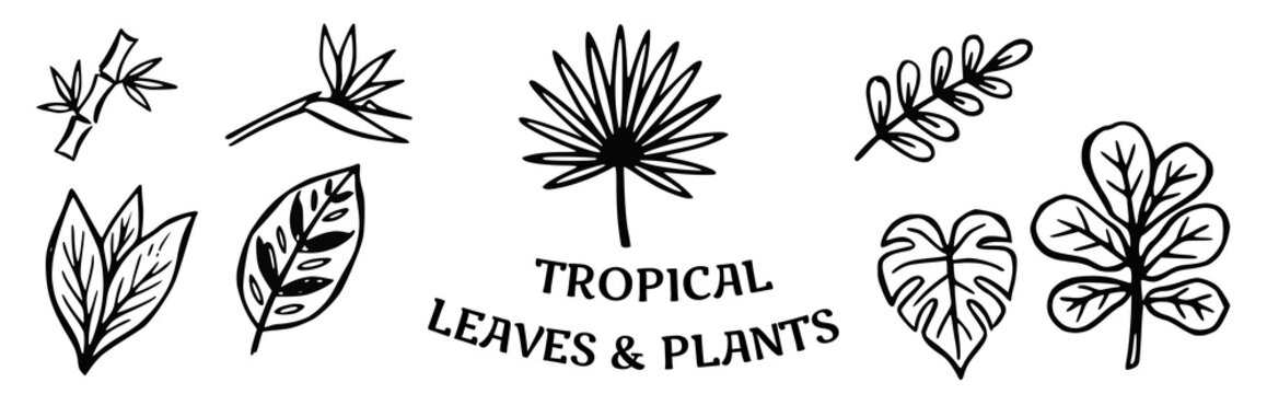 Tropical leaves and plants Doodle Vector Illustration