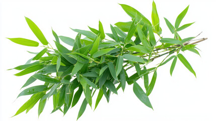 Fototapeta premium Vibrant bamboo plant with lush green leaves, showcasing its natural beauty and elegance, perfect for decoration or landscaping