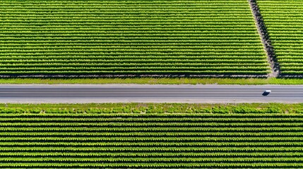 Aerial perspective showcases meticulously planted green rows of crops bordering a straight rural roadway