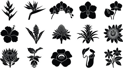 Collection of black silhouette tropical flowers and plants on white background, black and white hibiscus © Graphic Shops