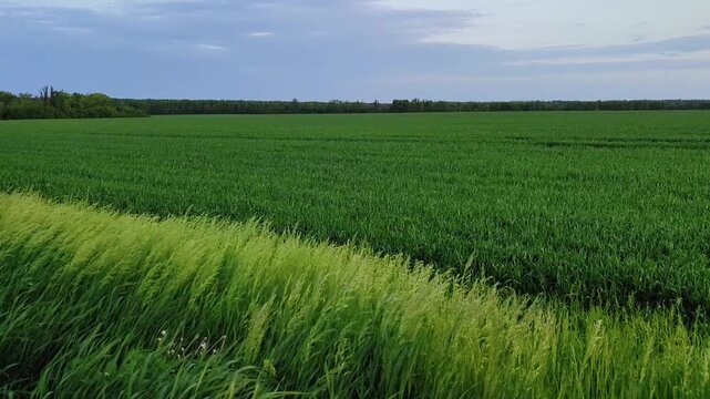 Wheat field with grass in the wind in spring