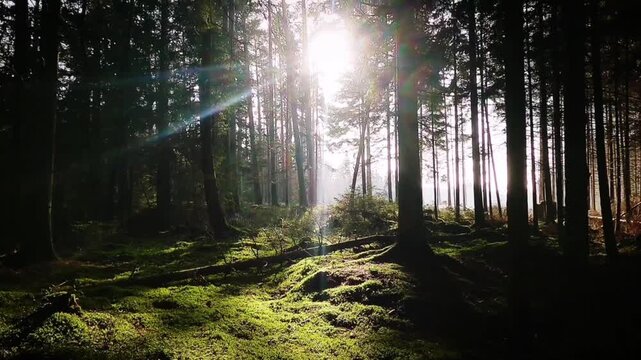 A beautiful and calming forest view in the morning. Bright morning sunlight (sunbeam) penetrates the gaps between the tall, shady trees, creating a stunning lens flare effect. 