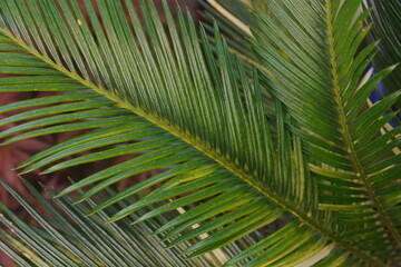 Obraz premium Vibrant Green Palm Fronds in Lush Tropical Foliage with Blurred Abstract Red and Blue Background Perfect for Summer Design