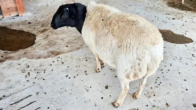 Sheep with black head and white woolly body stands alert on a barn floor, highlighting livestock care, farm environment, and natural animal presence in a rustic setting