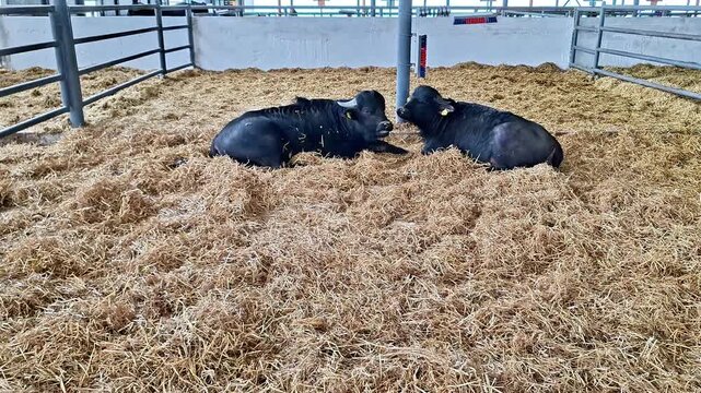 Two black buffaloes rest on straw bedding inside a fenced barn enclosure, highlighting livestock care, animal welfare, and calm farm life in an agricultural setting
