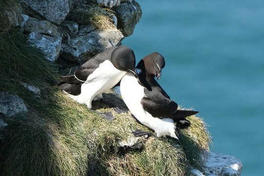 Pair of Razorbills (Alca torda) Preening Each Other on a Rocky Cliff by the Sea