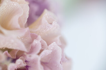 Fototapeta premium Close up of Japanese Pansies on Light Background