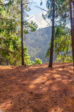 Mountain Pine Forest Landscape near Bogot&aacute; Colombia