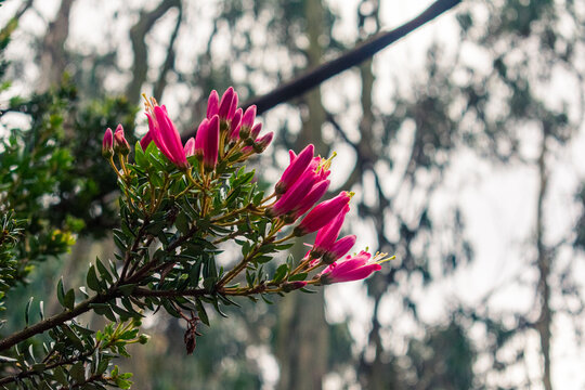 Pink Andean Wildflowers in Misty Forest of Bogot&aacute; Colombia