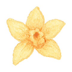Obraz premium PNG Watercolor daffodil flower illustration.