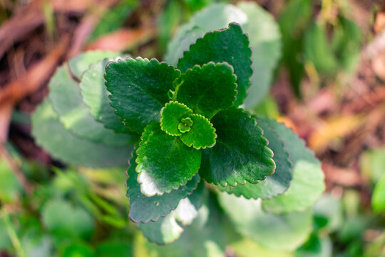 Green Succulent Rosette Plant Macro Photography
