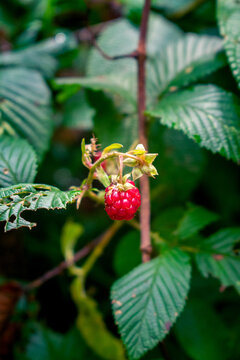 Wild Red Berry Growing in Forest near Bogot&aacute; Colombia