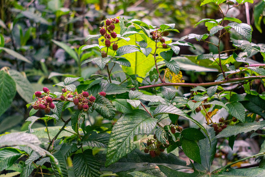 Wild Blackberry Bush in Tropical Forest of Colombia