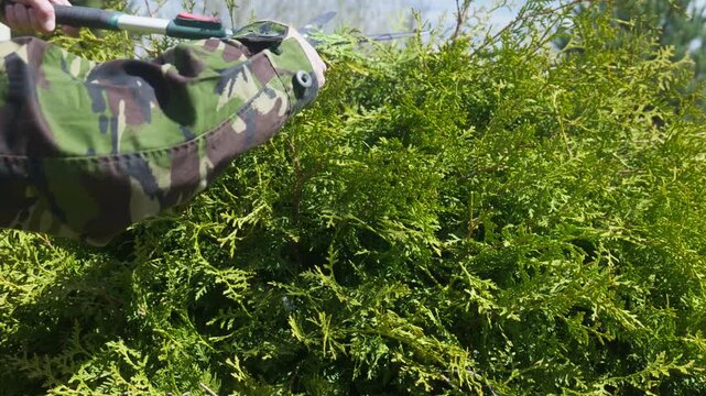Close up of a person in a camouflage jacket pruning a thuja hedge with green garden shears
