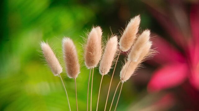 footage of wild grass flowers with a blurred background and objects out of focus but very beautiful to look at swaying in the wind