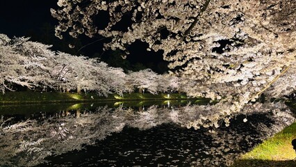 cherry blossom © 結実 長谷川