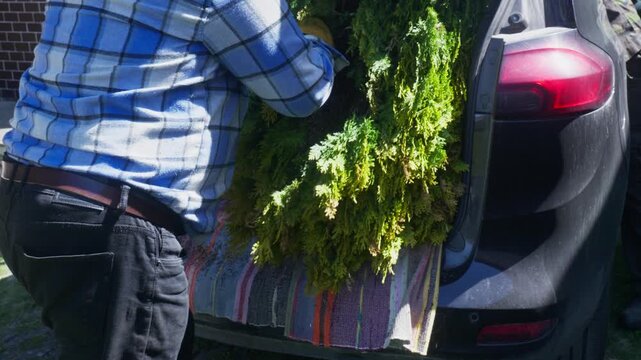 Man pushing a large dug up thuja tree into a car trunk while another person pulls it from inside