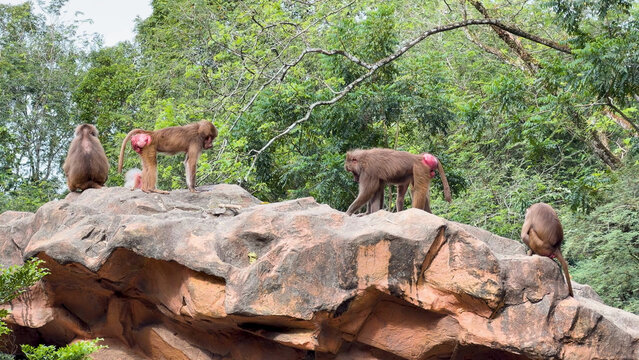 Troop of Hamadryas Baboons Standing on a Large Rocky Outcrop