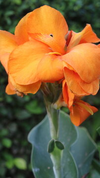 Beautiful Orange Canna Lily Flower Close-Up