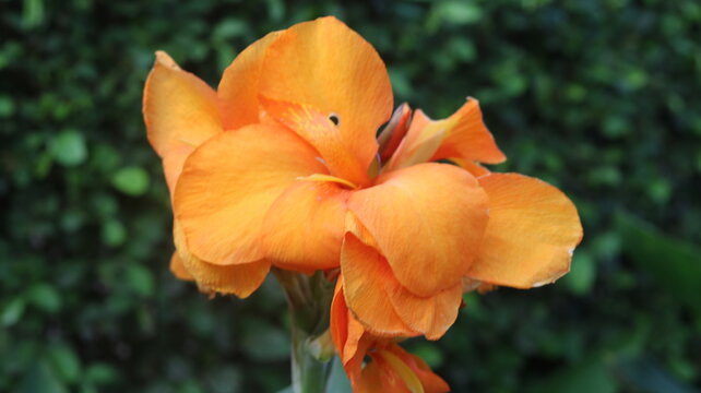 Beautiful Orange Canna Lily Flower Close-Up
