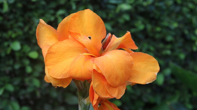 Beautiful Orange Canna Lily Flower Close-Up
