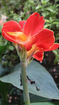 Beautiful Orange Canna Lily Flower Close-Up