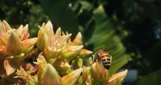 Honey bee standing on yellow flower then flying off in slow motion