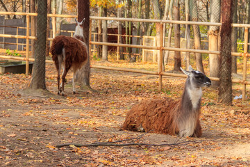 Naklejka premium The guanaco (Lama guanicoe) lies in autumn fallen leaves