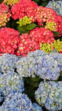 Hydrangea macrophylla: hydrangea blooms in summer in the garden with pink flowers
