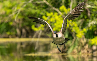 Kanadagans (Branta canadensis) © SBOR Naturfotografie