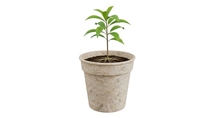 Obraz premium Small potted plant, green sprout, indoor gardening, home decor isolated PNG with Transparent Background Green PNG