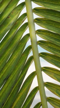 Fresh Green Foliage. Sunlit Palm Stalks With Emerging Leaves. Vibrant Greenery Stretches Upward Under Sunny Tropical Skies. Serene Scene Of New Green Leaves Sprouting On Tall Palm Stalks